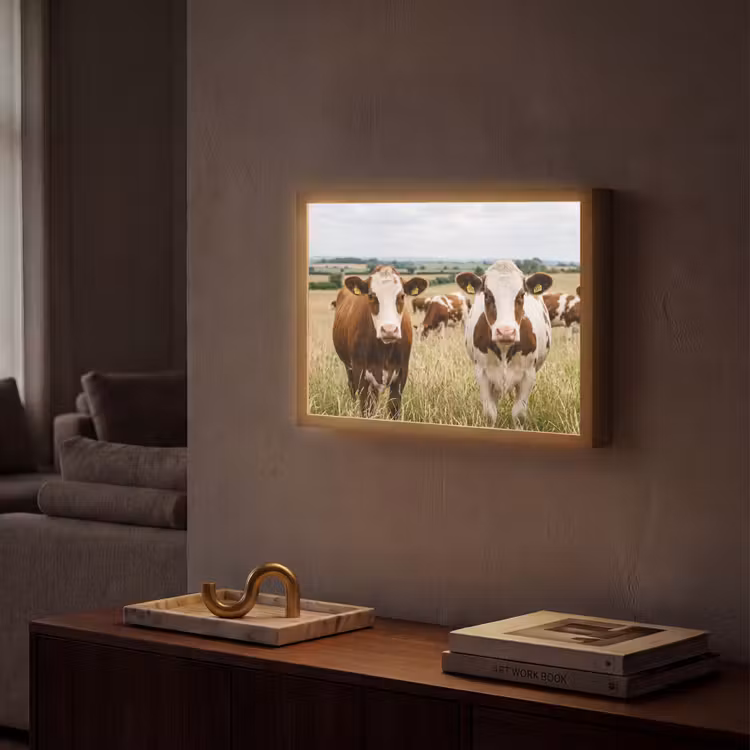 Koeien - Portret - Weide - Boerderij - Nieuwsgierig Light Box met batterij (Wandlamp) middel -sfeer1