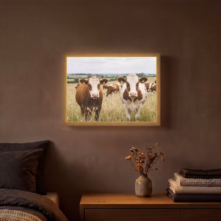 Koeien - Portret - Weide - Boerderij - Nieuwsgierig Light Box met batterij (Wandlamp) middel -sfeer4
