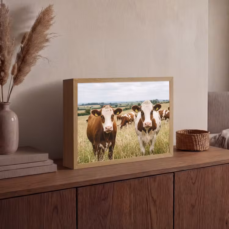 Koeien - Portret - Weide - Boerderij - Nieuwsgierig Light Box met batterij (Wandlamp) middel -sfeer2