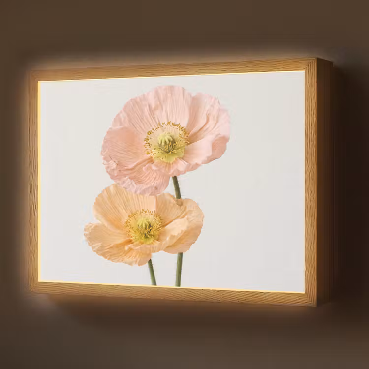 Papavers - Botanisch - Roze Light Box met batterij (Wandlamp) middel -z3d_website