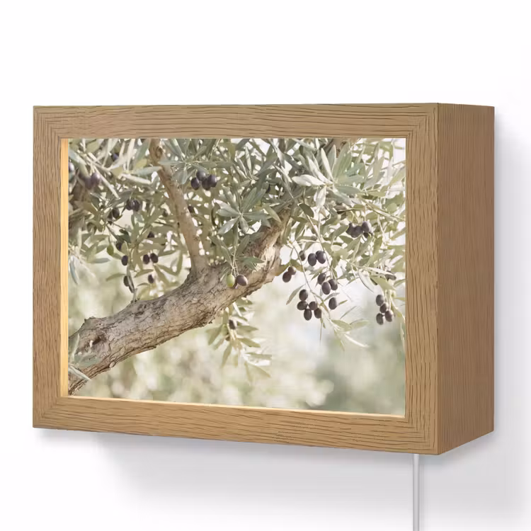 Lightbox - Wandleuchte - Olivenbaum – Zweig – grün - Olijfboom - tak - groen Light Box met kabel (Wandlamp) klein