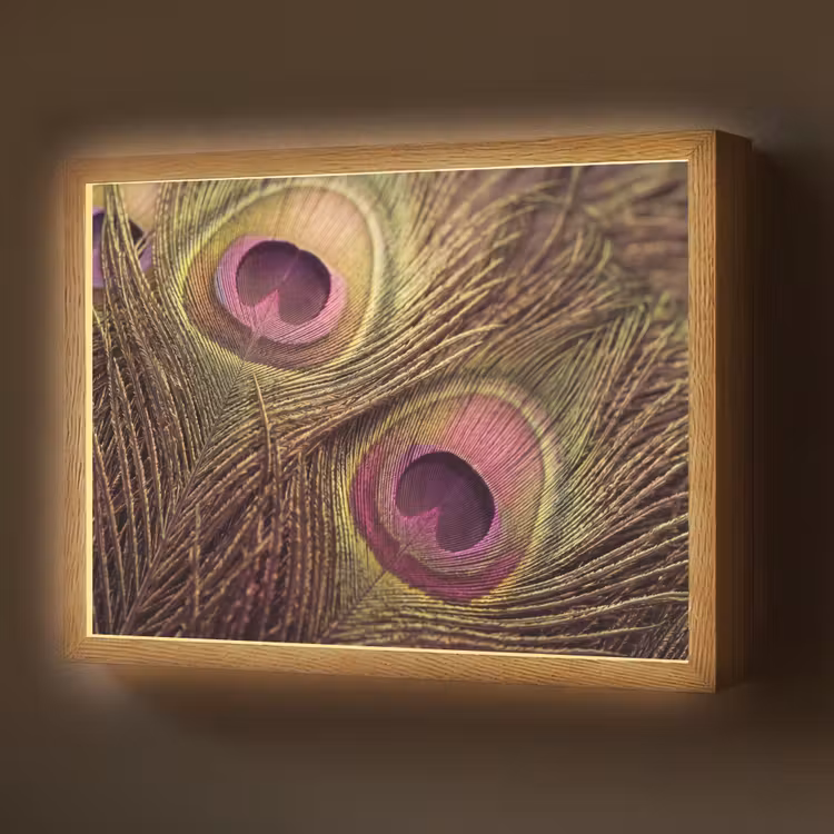 Pauw - Veren - Paars - Groen Light Box met batterij (Wandlamp) middel -z3d_website