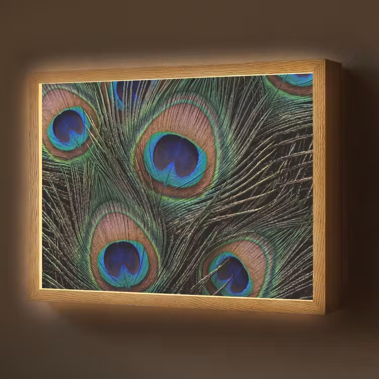 Pauwenveren - Klassiek - Groen Light Box met batterij (Wandlamp) middel -z3d_website