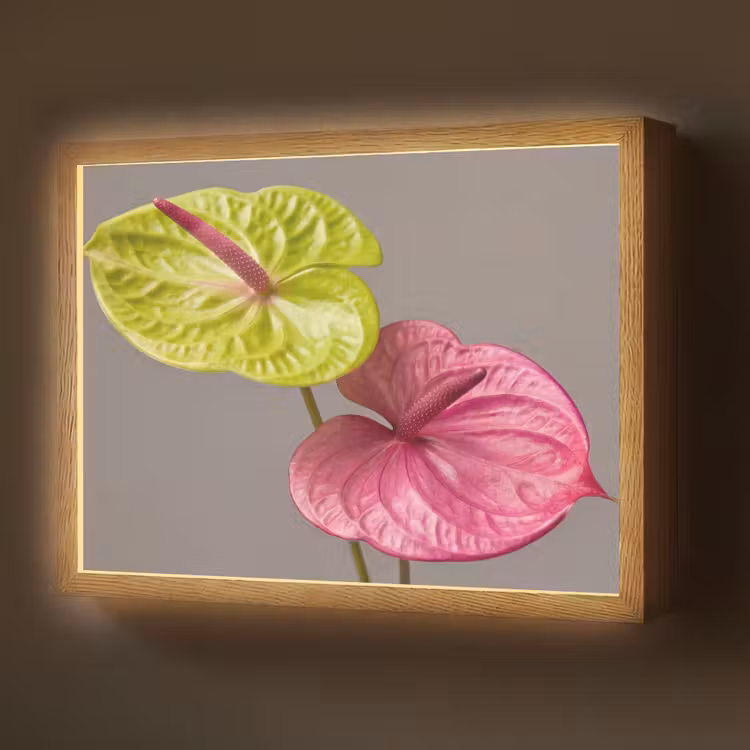 Planten - Anthurium - Groen - Roze Light Box met batterij (Wandlamp) middel -z3d_website