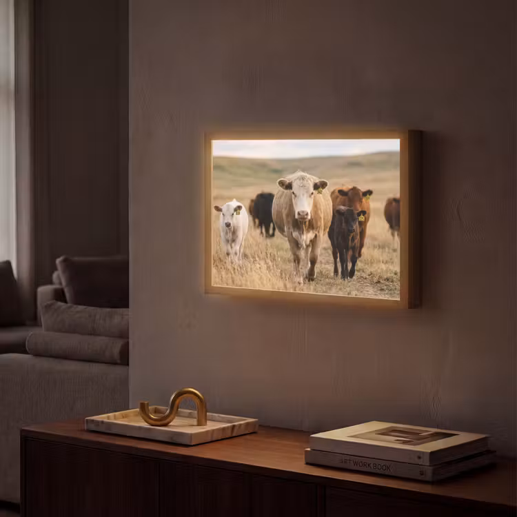 Runderen - Kudde - Landschap - Weide - Rustig Light Box met batterij (Wandlamp) middel -sfeer1