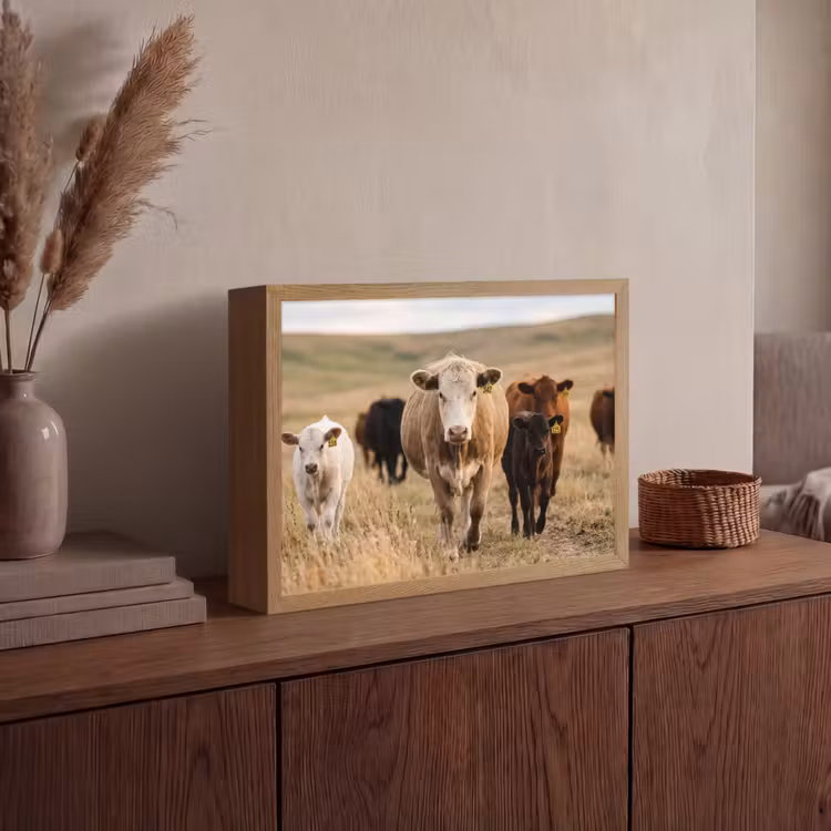 Runderen - Kudde - Landschap - Weide - Rustig Light Box met batterij (Wandlamp) middel -sfeer2