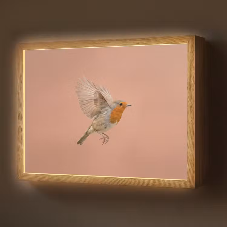 Roodborst - Natuur - Roze Light Box met batterij (Wandlamp) middel -z3d_website