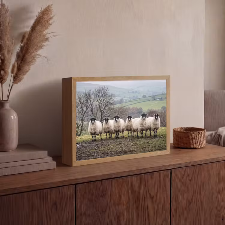 Schapen - Rij - Weide - Dieren - Platteland Light Box met batterij (Wandlamp) middel -sfeer2