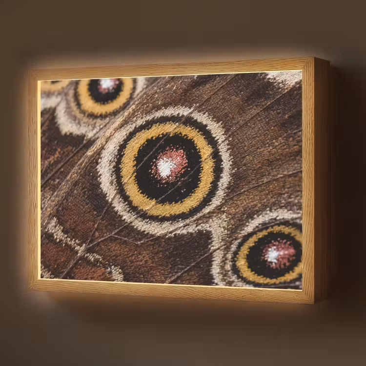 Vlinder - Vleugel - Abstract Light Box met batterij (Wandlamp) middel -z3d_website