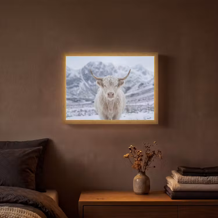 Schotse Hooglander - Sneeuw - Bergen - Winter Light Box met batterij (Wandlamp) middel -sfeer4