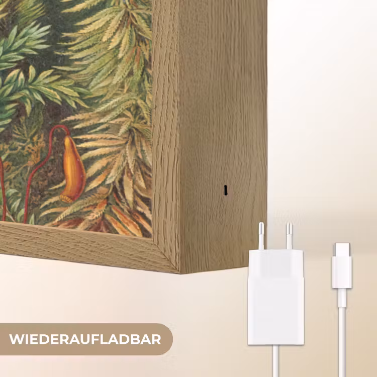 Oude meesters - Kunst - Muscinae - Haeckel Light Box met batterij (Wandlamp) middel -USP_websiteoplaadbaarDE