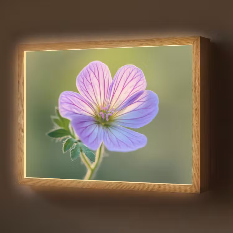 Bloem - Close up - Paars Light Box met batterij (Wandlamp) middel -z3d_website
