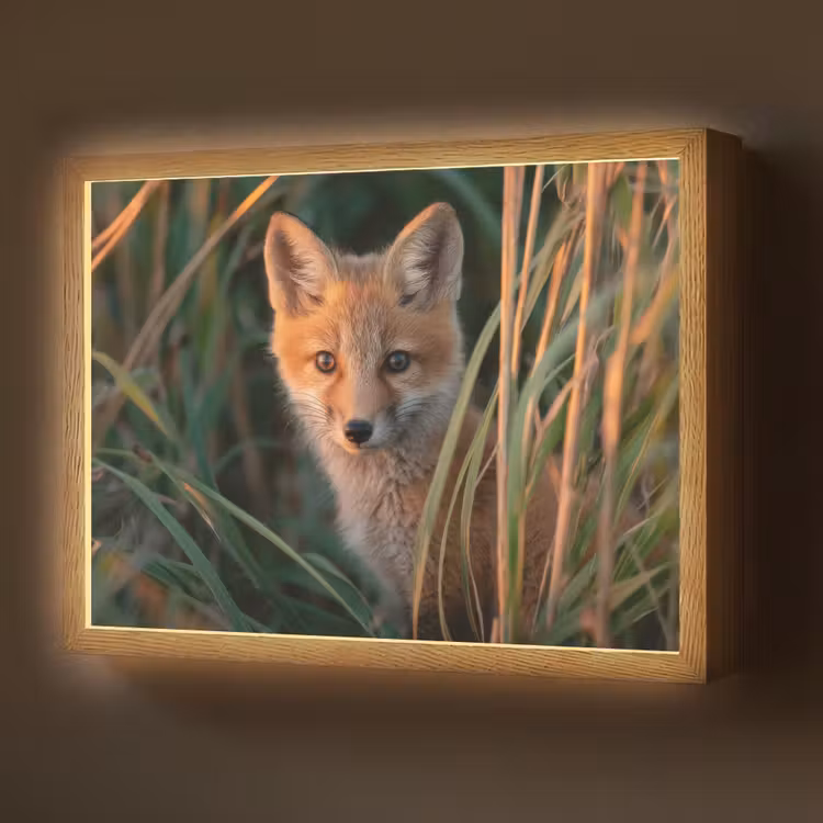 Vos - Oranje - Gras Light Box met batterij (Wandlamp) middel -z3d_website