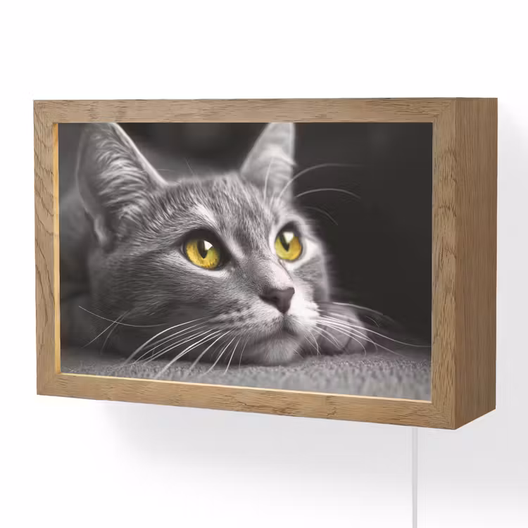 Kat - Zwart - Wit - Dieren - Natuur Light Box met kabel (Wandlamp) klein -3d