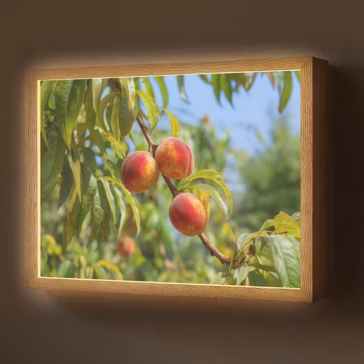 Perzik - Bladeren - Zonlicht Light Box met batterij (Wandlamp) middel -z3d_website