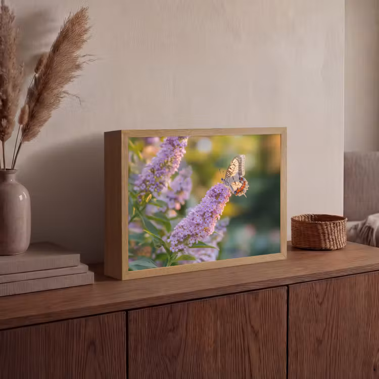 Sierlijke - Vlinder - Paarse - Bloemen Light Box met batterij (Wandlamp) middel -sfeer2