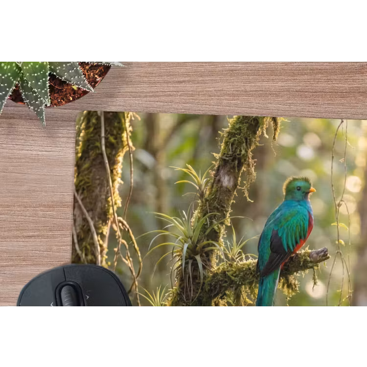 Quetzal - Jungle - Natuur - Groen muismat rubber klein -closeup