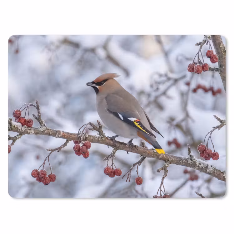 Pestvogel - Bessen - Winter - Natuur muismat rubber klein -3d