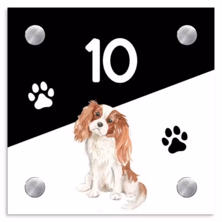 Zwart wit - Huisdier - Cavalier King Charles Spaniël Naambord Vierkant klein -3d