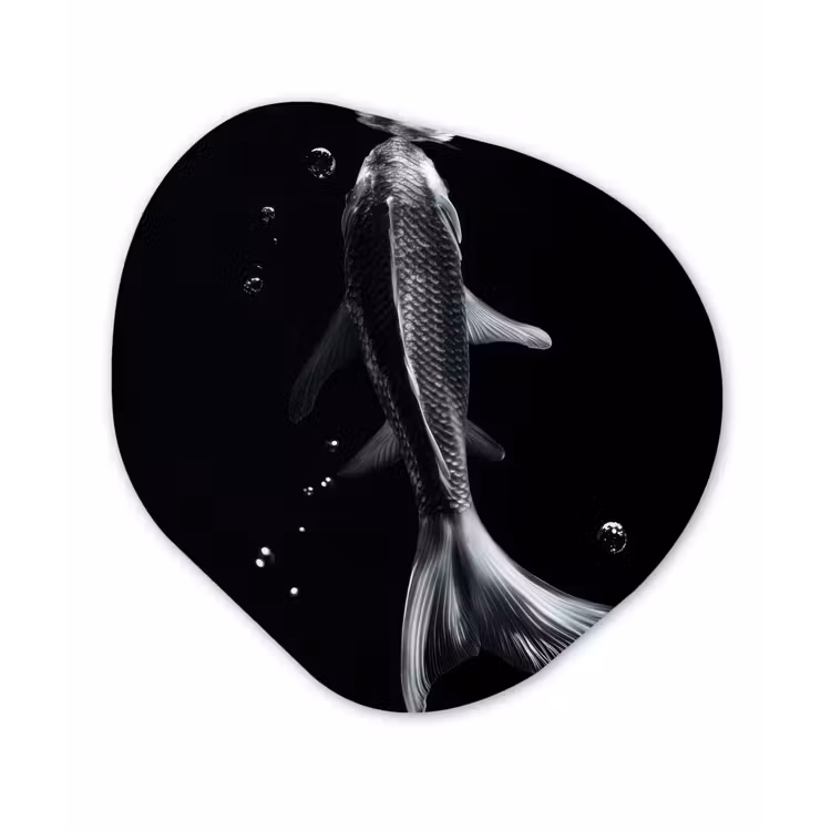 Koi - Vissen - Water - Zwart Wandcirkel Organisch Aluminium middel -3d