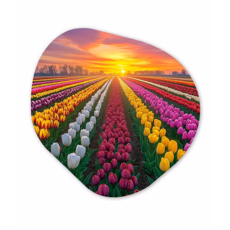Tulpenveld - Zonsondergang - Kleurrijk Wandcirkel Organisch Aluminium middel -3d