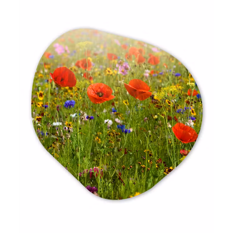 Lente - Bloemen - Rood - Klaproos - Gras - Groen Wandcirkel Organisch Forex 3mm klein -3d