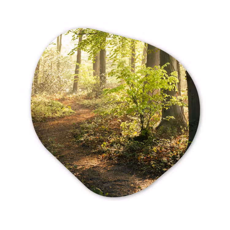 Bos - Bomen - Pad - Zon - Planten - Bladeren - Natuur Wandcirkel Organisch Forex 3mm klein -3d