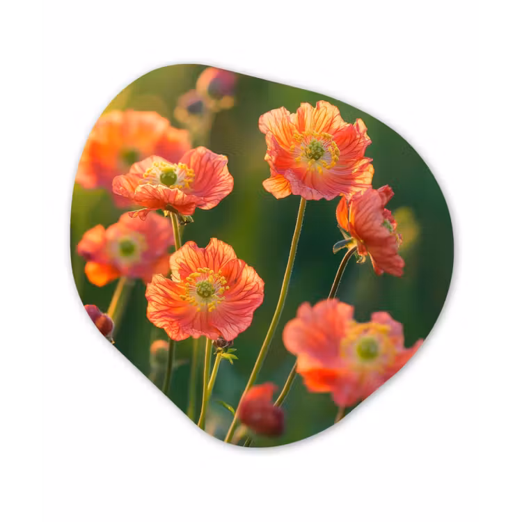 Bloemenveld - Zonnestralen - Oranje Wandcirkel Organisch Plexiglas middel -3d