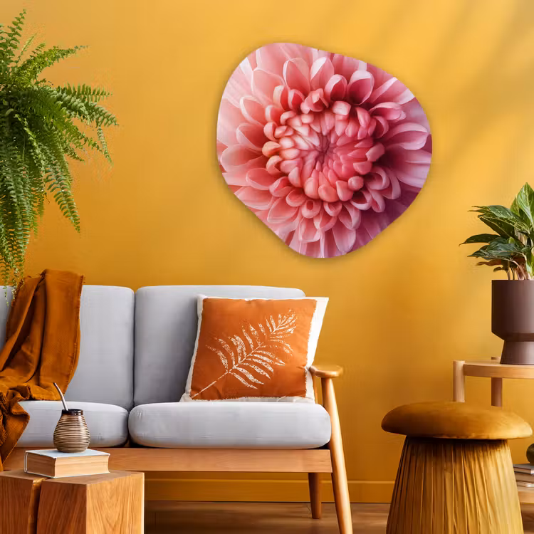 Dahlia - Bloem - Close up - Roze Wandcirkel Organisch Plexiglas middel -sfeer4