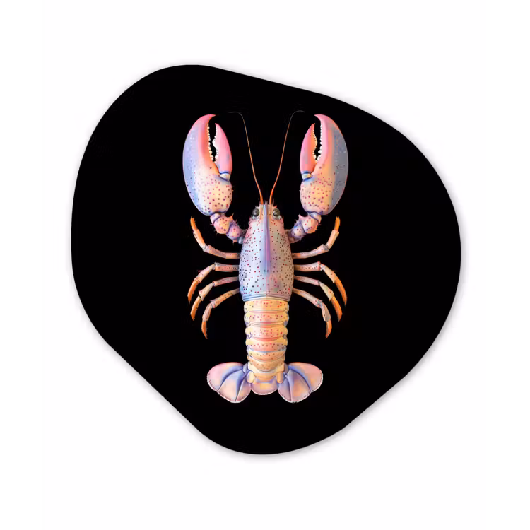 Kreeft - Roze - Zacht - Zwart Wandcirkel Organisch Plexiglas middel -3d