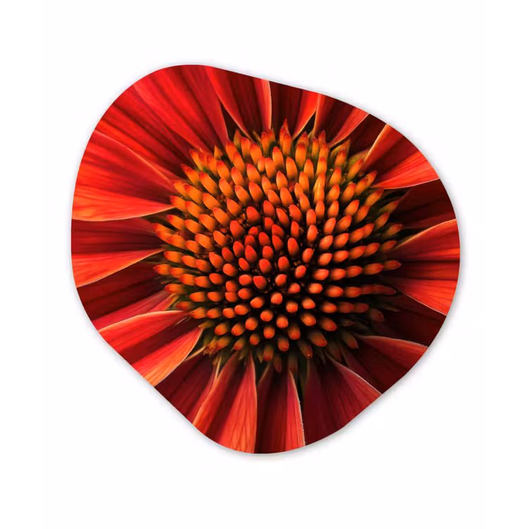 Close up - Bloem- Rood Wandcirkel Organisch Plexiglas middel -3d