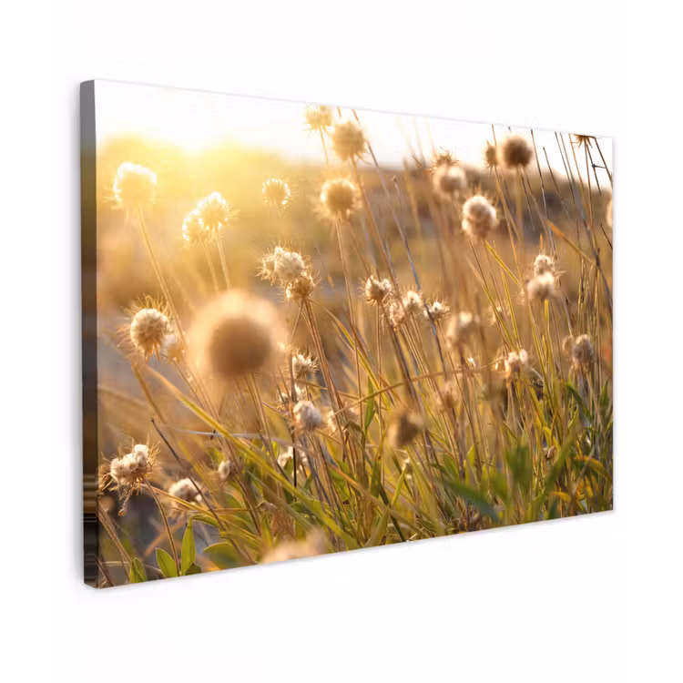 Verlichte zaadhoofden in de avondzon Tuinposter op houten frame 2 cm dik klein -3d