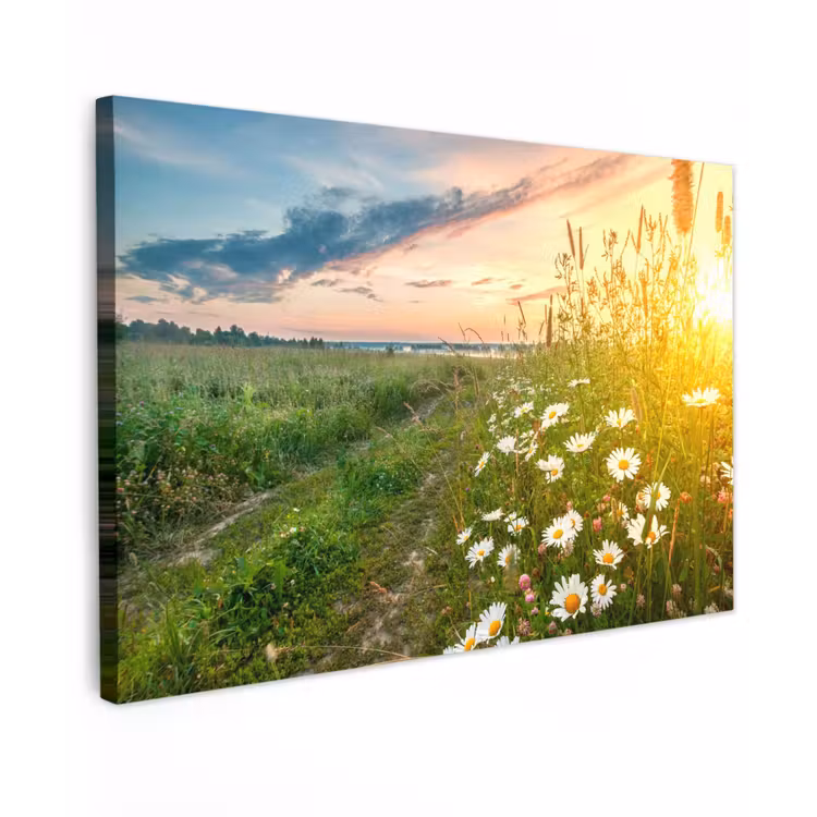 Bloemen - Madelief - Natuur - Zon - Horizon Tuinposter op houten frame 2 cm dik klein -3d
