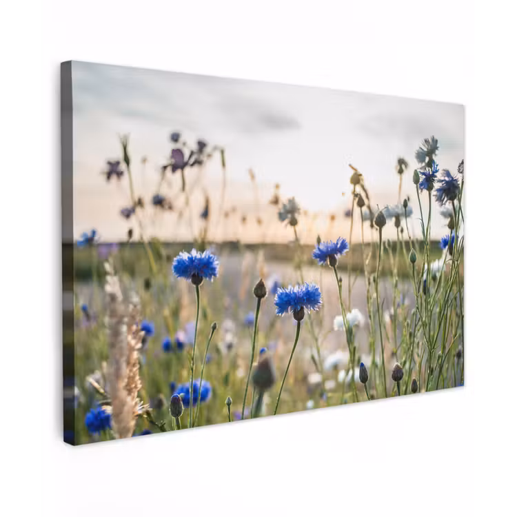 Bloemen - Zomer - Korenbloem - Blauw - Zon - Wolken Tuinposter op houten frame 2 cm dik klein -3d