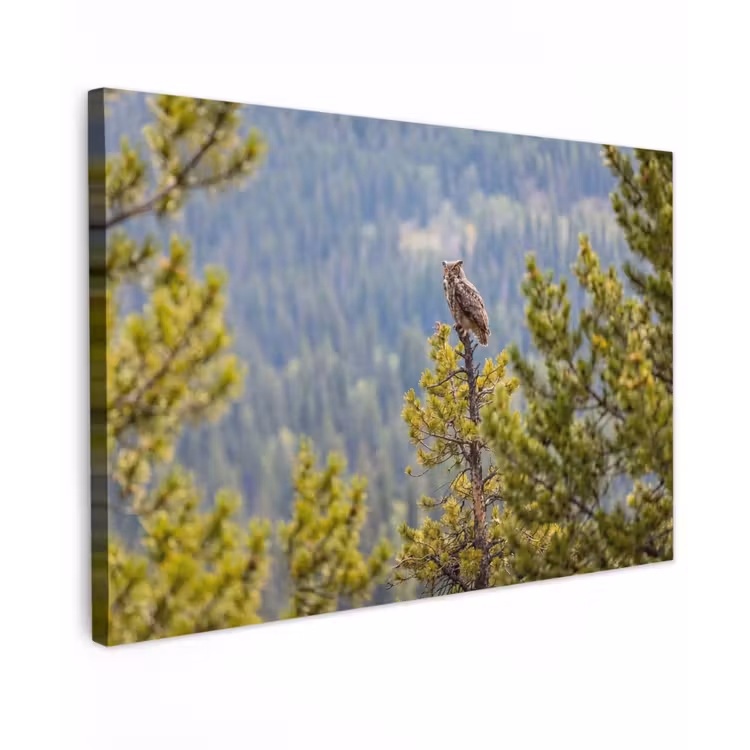 Uil - Oehoe - Bomen - Natuur Tuinposter op houten frame 2 cm dik klein -3d