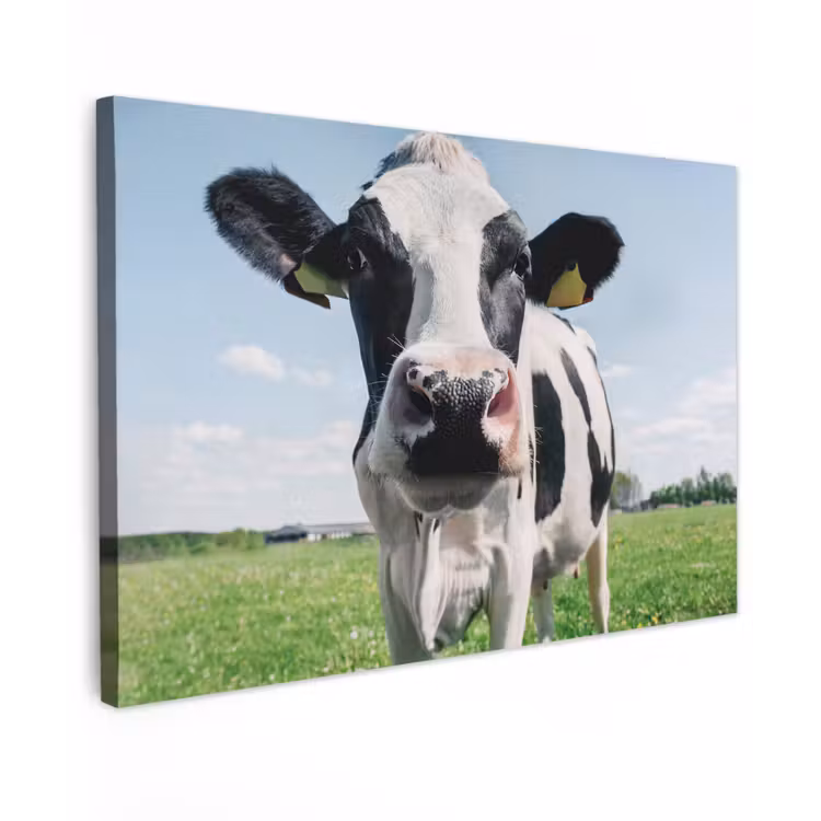 Koe - Weiland - Natuur - Dieren - Gras Tuinposter op houten frame 2 cm dik klein -3d