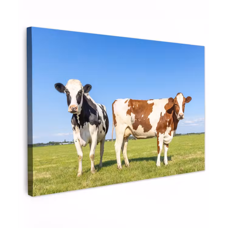 Koeien - Boerderij - Gras- Natuur - Dieren Tuinposter op houten frame 2 cm dik klein -3d