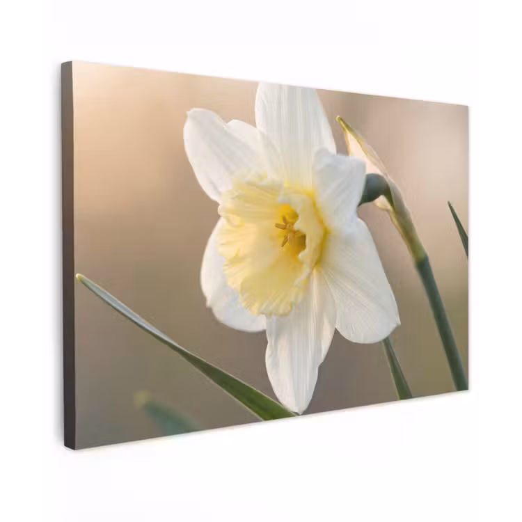 Narcis - Bloem - Minimalistisch Tuinposter op houten frame 2 cm dik klein -3d