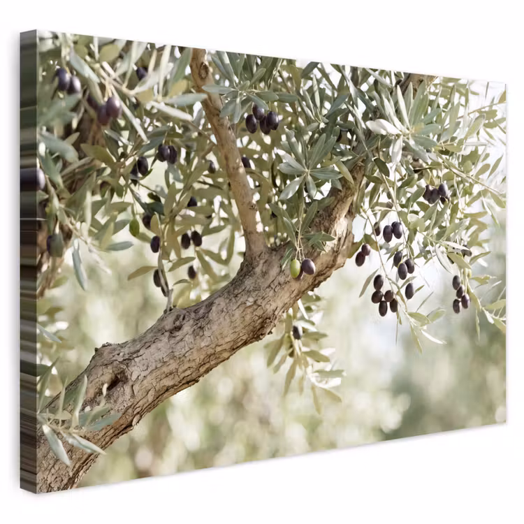 Outdoor Leinwand - Olivenbaum – Zweig – grün - Olijfboom - tak - groen Tuinposter op houten frame 2 cm dik klein