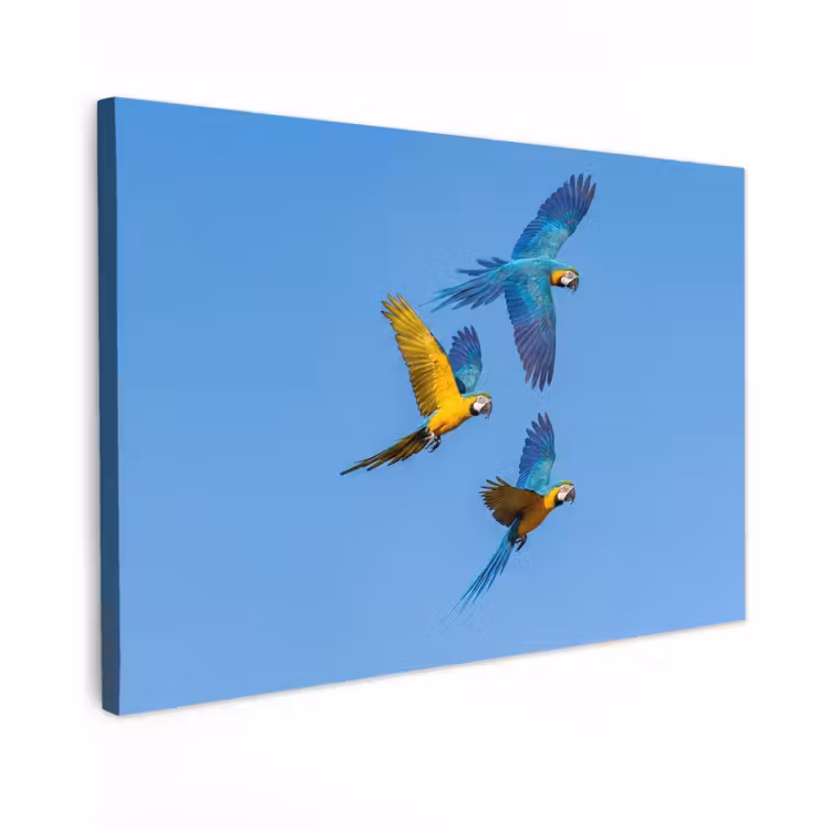 Papagaai - Vliegen - Blauw - Geel Tuinposter op houten frame 2 cm dik klein -3d