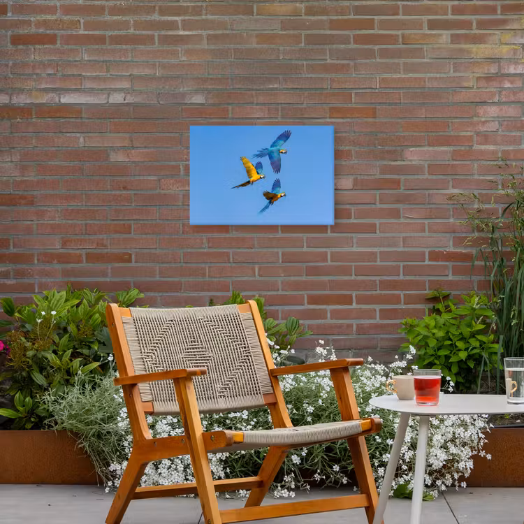 Papagaai - Vliegen - Blauw - Geel Tuinposter op houten frame 2 cm dik klein -sfeer3