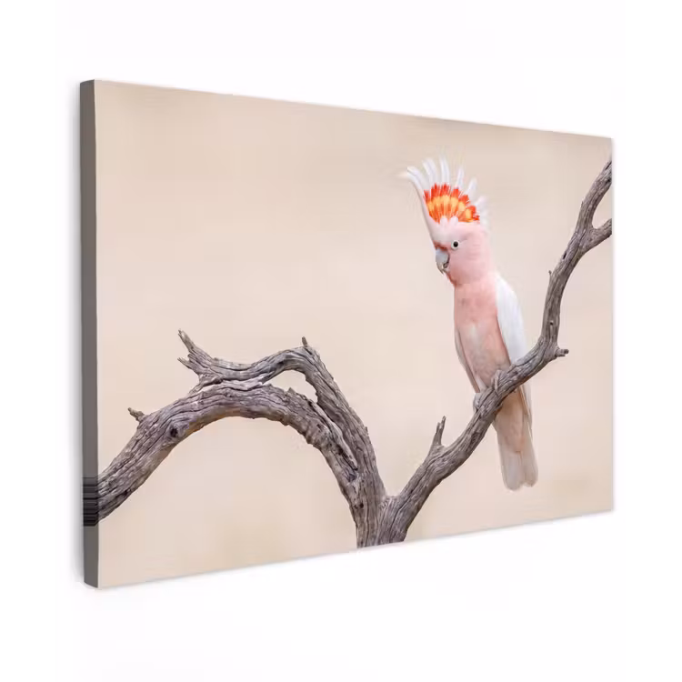 Papagaai - Tak - Roze Tuinposter op houten frame 2 cm dik klein -3d
