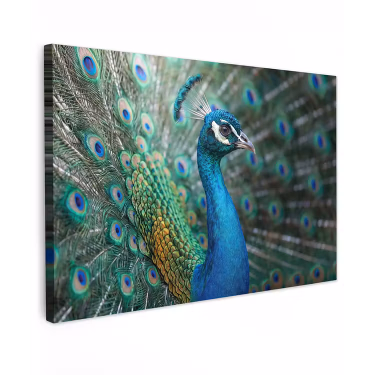 Pauw - Veren - Blauw Tuinposter op houten frame 2 cm dik klein -3d