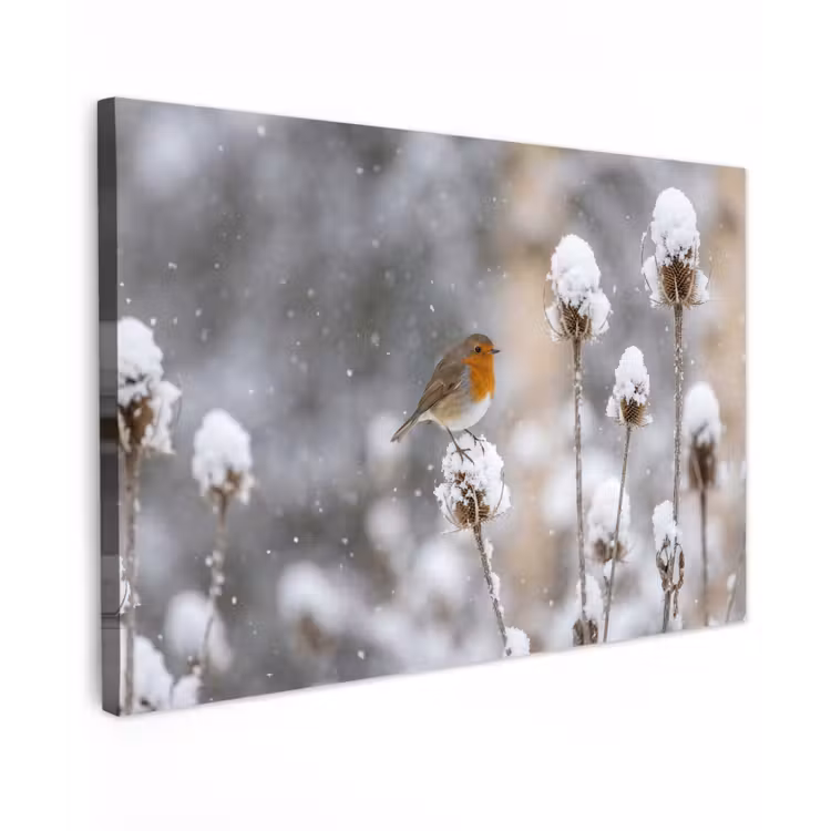 Roodborstje - Gedroogde bloem - Sneeuw - Winter - Vertederend Tuinposter op houten frame 2 cm dik klein -3d