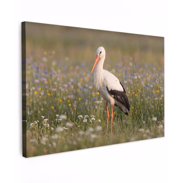 Ooienvaar - Bloemen - Weide - Kleurrijk Tuinposter op houten frame 2 cm dik klein -3d