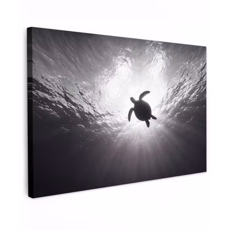 Schildpad - Onderwater - Lichtstralen - Oceaan - Zwart-wit Tuinposter op houten frame 2 cm dik klein -3d