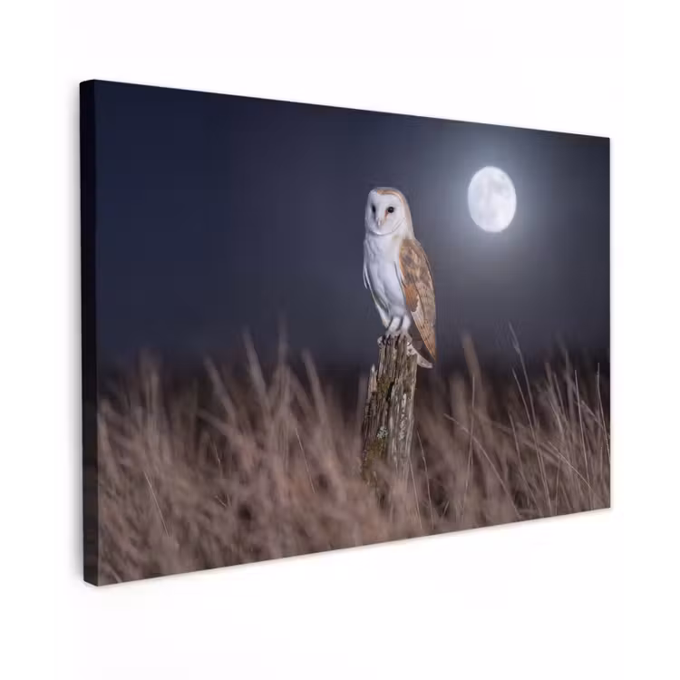 Kerkuil - Maan - Nacht Tuinposter op houten frame 2 cm dik klein -3d