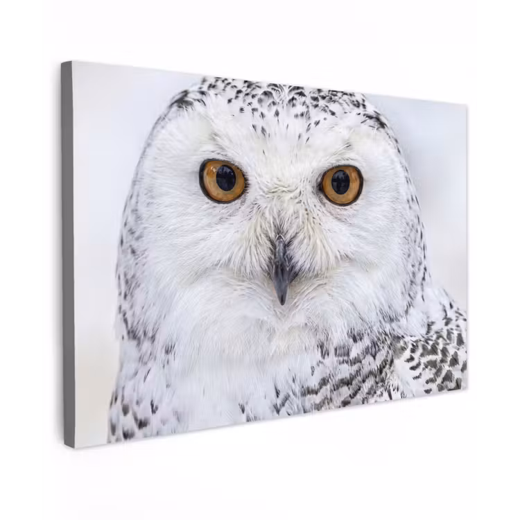 Sneeuwuil - Oog - Wildlife - Wit Tuinposter op houten frame 2 cm dik klein -3d