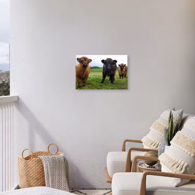 Schotse hooglander - Koeien - Natuur - Groen - Gras Tuinposter op houten frame 2 cm dik klein -sfeer1