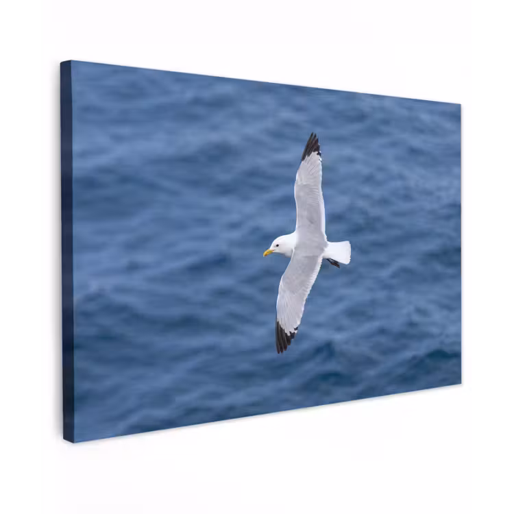 Zeemeeuw - Oceaan - Blauw Tuinposter op houten frame 2 cm dik klein -3d